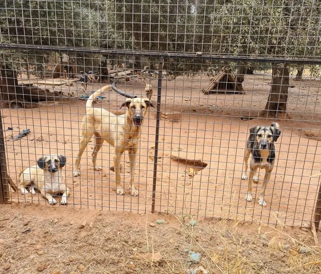 drie honden achter hek kijken aandachtig